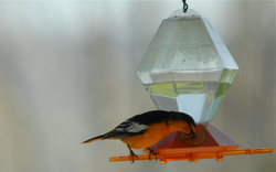 male oriole at full feeder.jpg